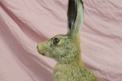 Standing hare